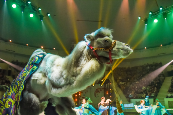 &TScy;&icy;&rcy;&kcy; &zcy;&acy;&zhcy;&icy;&gcy;&acy;&iecy;&tcy; &ocy;&gcy;&ncy;&icy;