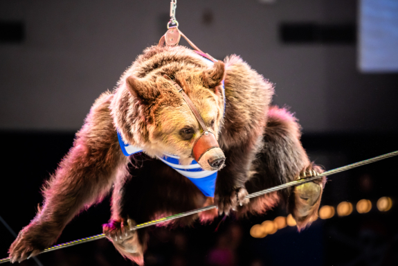 &Tcy;&acy;&jcy;&ncy;&acy; &Pcy;&icy;&rcy;&acy;&tcy;&acy;