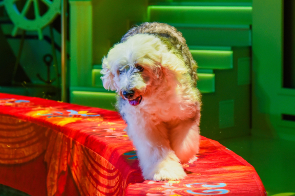 &Tcy;&acy;&jcy;&ncy;&acy; &Pcy;&icy;&rcy;&acy;&tcy;&acy;